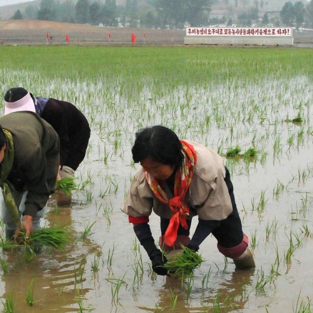 Workers plant rice at a co-op farm in Nampo, North Korea. Photo courtesy NPR.
